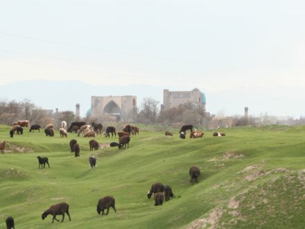 Afrosiyab Weide Samarkand Usbekistan